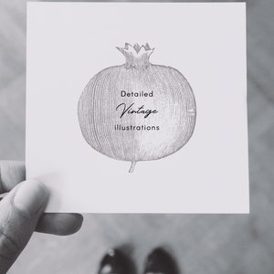 Może przedstawiać: Czarno-biała ilustracja granatu z tekstem "Detailed Vintage Illustrations" poniżej.
