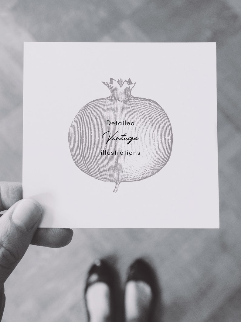 Może przedstawiać: Czarno-biała ilustracja granatu z tekstem "Detailed Vintage Illustrations" poniżej.
