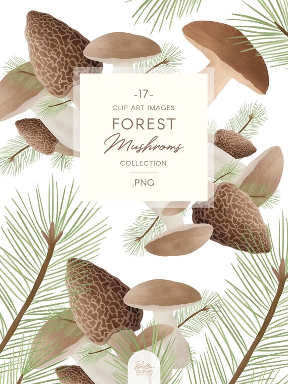 Forest mushroom clip art, watercolor fungi PNG, mushrooms illustration