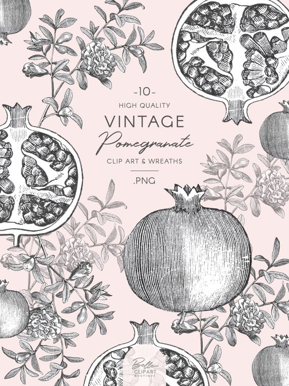 Vintage Flower & Fruit Clipart, PNG pomegranate Botanical illustration