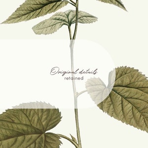 May include: A vintage botanical illustration of a pink flower with green leaves. The text "Original details retained" is written on a white oval shape.