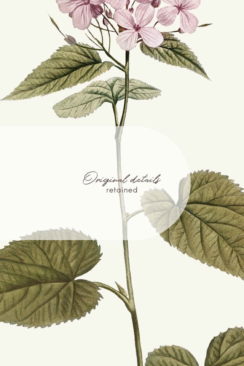 May include: A vintage botanical illustration of a pink flower with green leaves. The text "Original details retained" is written on a white oval shape.