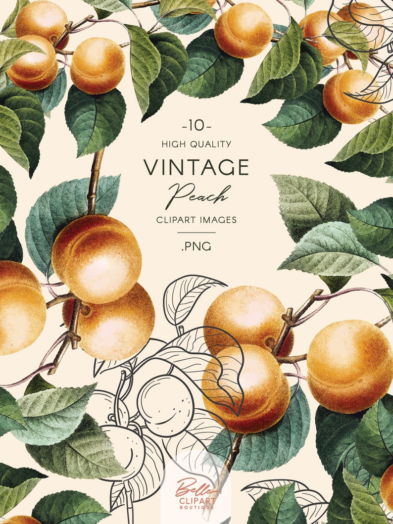 Vintage Apricot Clip Art Fruit Illustrations Botanical - Etsy