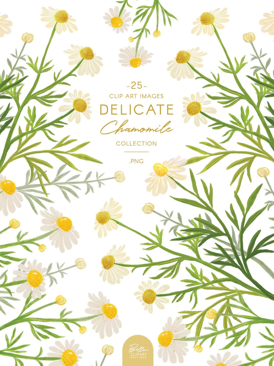 カモミールの花と葉のクリップアート、水彩カモミールのイラスト