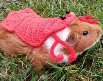 Guinea pig costume, Geco lobster costume, Guinea pig clothes,  lobster costume for guinea pig, costume for rat, rat clothes, bearded dragon