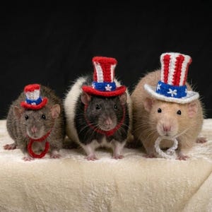 Peut inclure: Trois rats de compagnie portant des chapeaux de l'Oncle Sam rouges, blancs et bleus et des colliers assortis. Ils sont posés sur une surface crème sur fond noir. Les chapeaux sont crochetés.