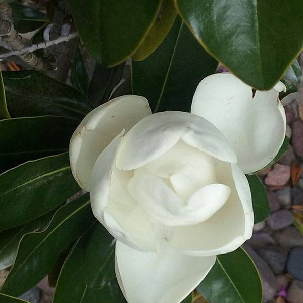 Baby Magnolia Blossom