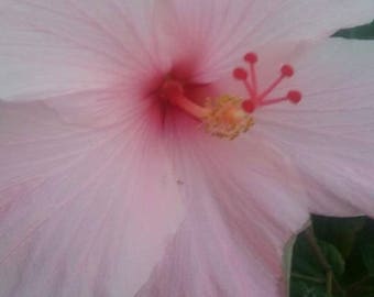 Baby pink hibiscus on Galveston Island, TX
