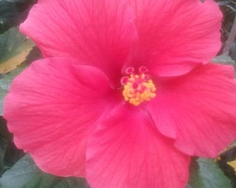 Hot Pink Hibiscus