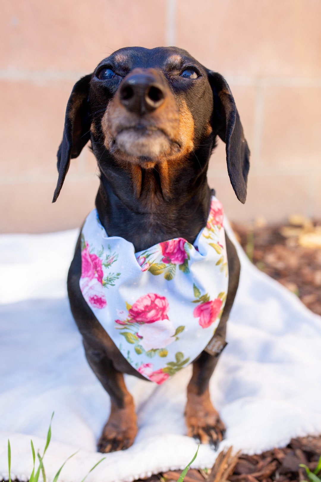 Cane Blu Ossa Bandana Collare Sciarpa Testa Collo Avvolgente USA Cane Blu Ossa Bandana Collare Sciarpa Testa Collo Avvolgente USA