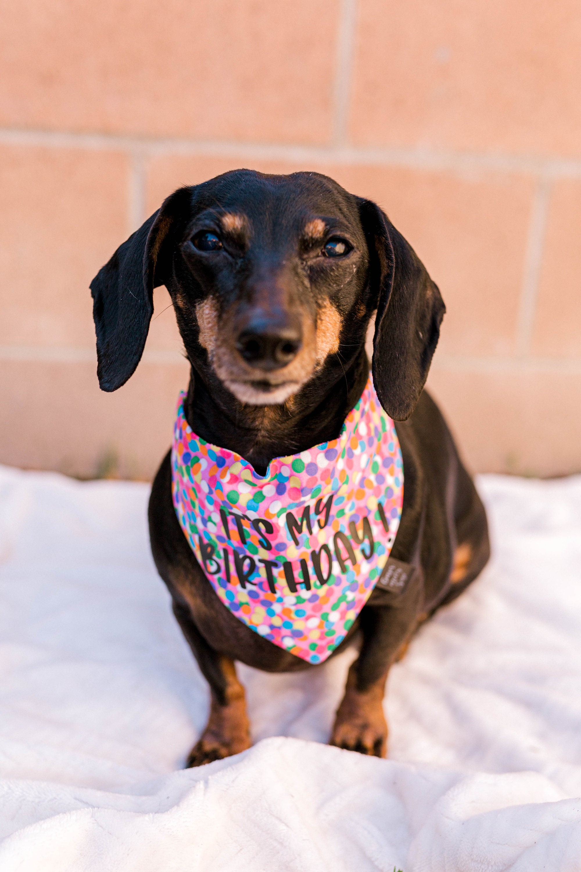 dog birthday collar bandana