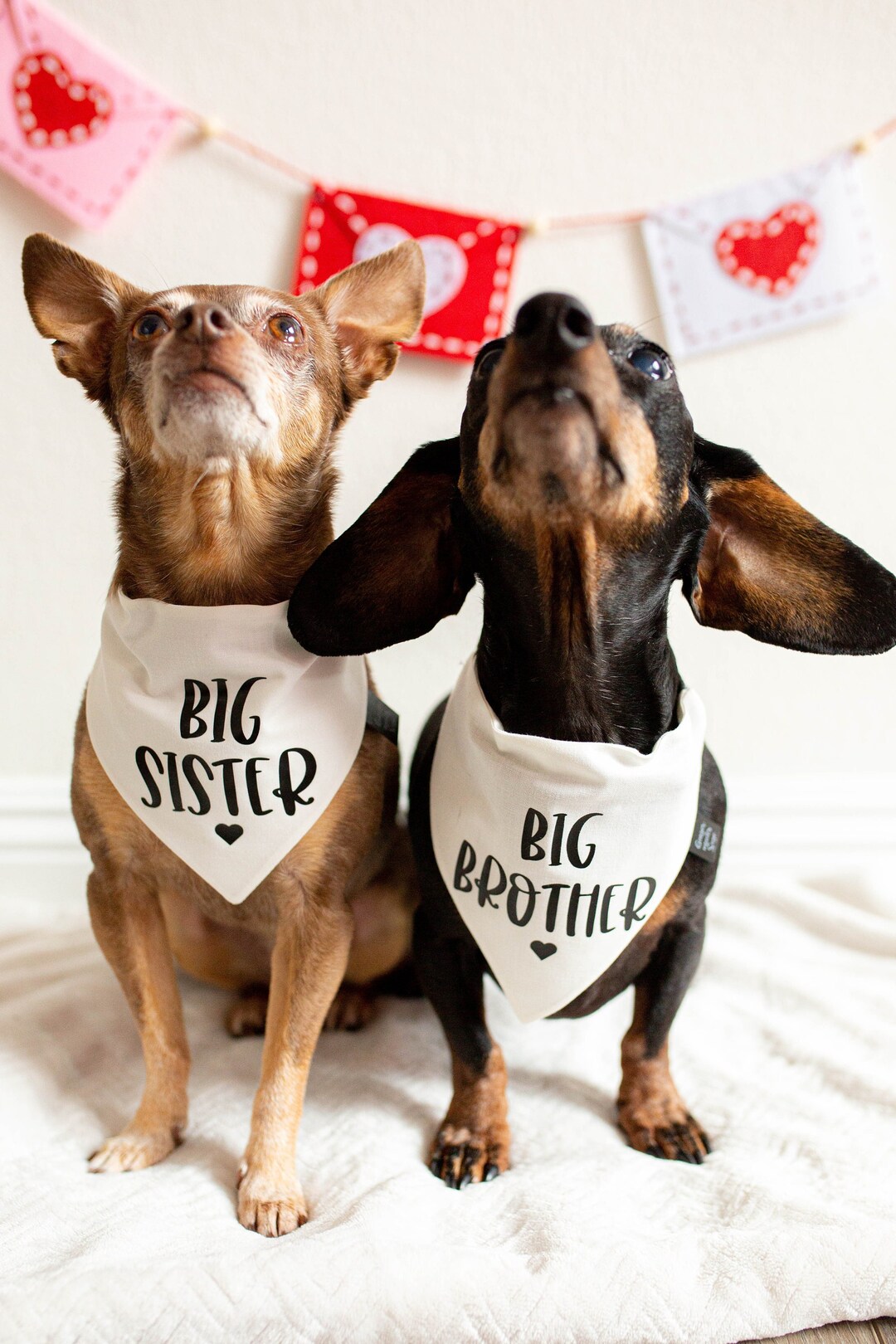 Big Sister Big Brother Dog Bandanas Pet Dog Pregnancy Announcement Gender R