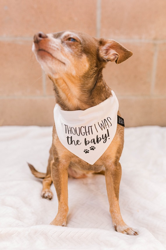 Hundehalstuch Zur Schwangerschaftsankündigung – „I Thought I Was The Baby!“ Für Kleine Hunde