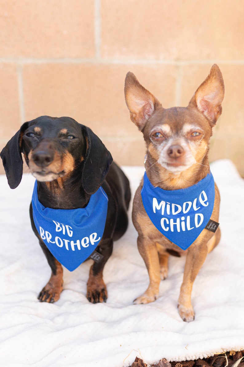 Big Brother Over the Collar Dog Bandana, Cute Pregnancy announcement idea with dog, Pregnancy announcement dog bandana, big brother dog image 1