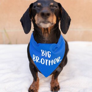 Big Brother Over the Collar Dog Bandana, Cute Pregnancy announcement idea with dog, Pregnancy announcement dog bandana, big brother dog image 3