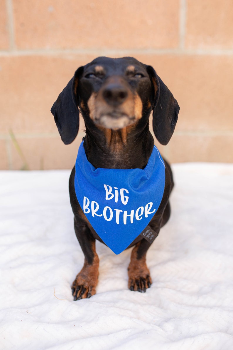 Big Brother Over the Collar Dog Bandana, Cute Pregnancy announcement idea with dog, Pregnancy announcement dog bandana, big brother dog image 3