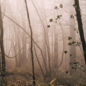 Forest Untitled - Fine Art Photography Print by Brock Sanders