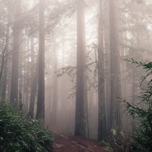 Forest Untitled - Fine Art Photography Print by Brock Sanders