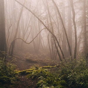 Forest Untitled - Fine Art Photography Print by Brock Sanders
