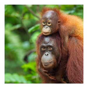 Orangutan organic cotton, eco friendly, orange and blue animal socks image 4