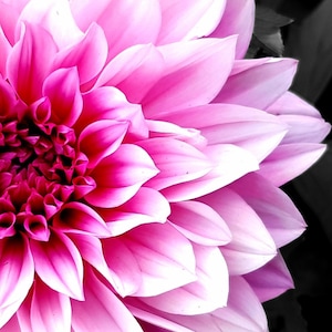 Dahlia Cross Stitch Pattern, Flower Cross Stitch Pattern, Floral Pattern, PDF Pattern, PDF Cross Stitch Pattern, Digital Only