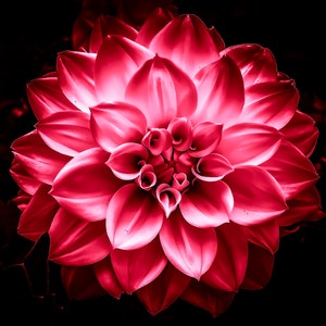 Dahlia &#39;Red Glow&#39; Cross Stitch Pattern, Flower Cross Stitch Pattern, Floral Pattern, PDF Pattern, PDF Cross Stitch Pattern, Digital Only