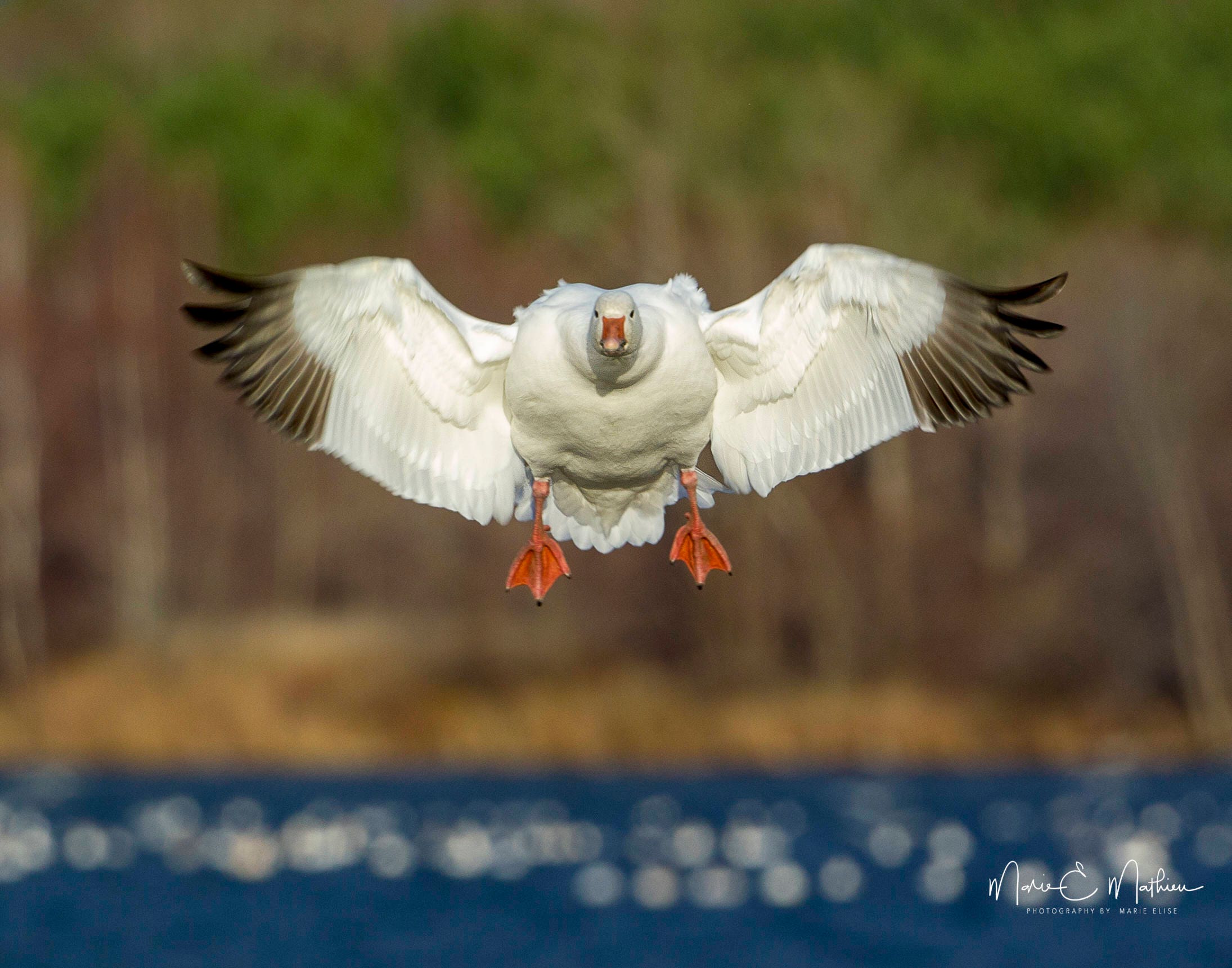 Download Snow Geese Snow Goose Etsy