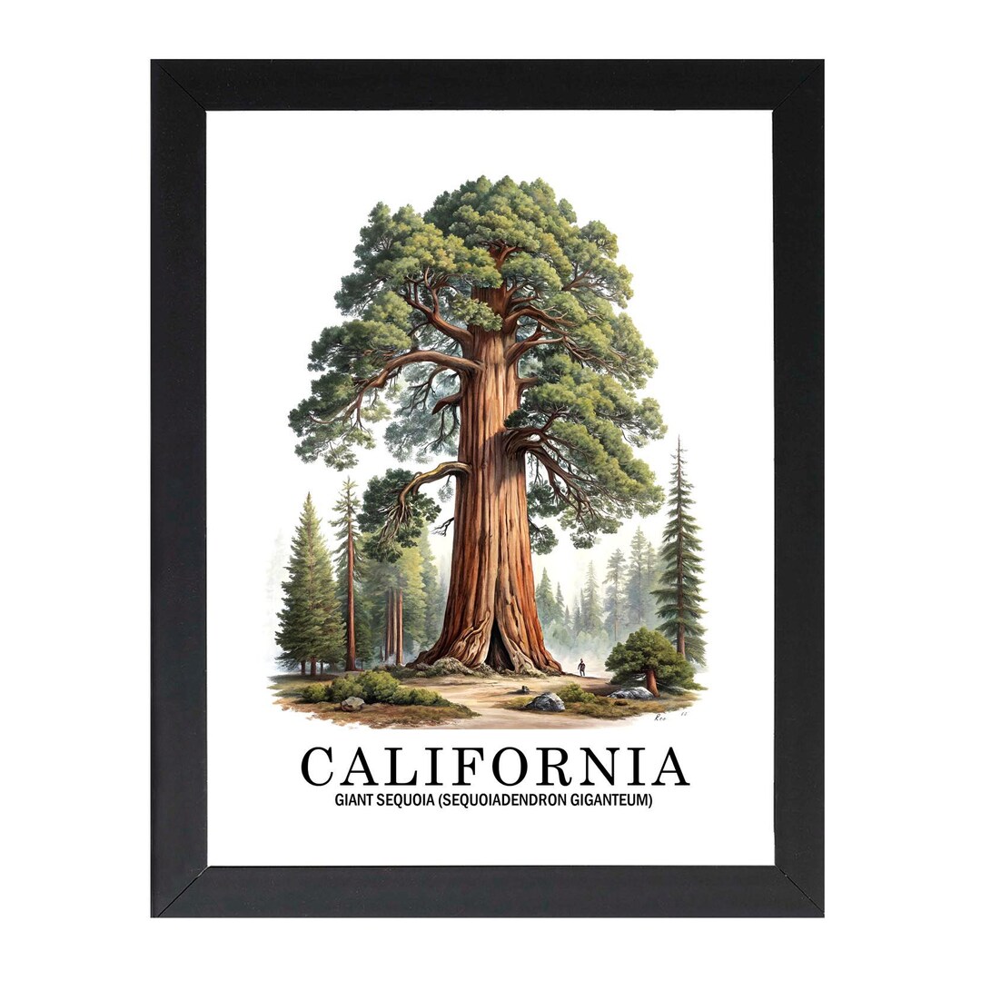 Whtas California Signature Tree Framed California State Tree Poster, California Redwood Botanical Wall ...