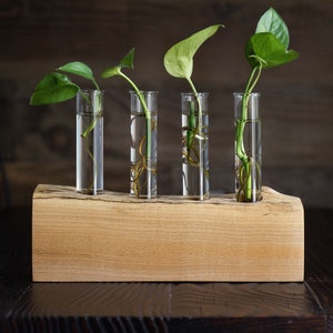 Station de multiplication d&#39;érables Live Edge : cadeau de plante d&#39;intérieur