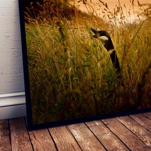 Puede incluir: Un ganso blanco y negro con la cabeza y el cuello extendidos, mirando hacia arriba y fuera de un campo de hierba alta y dorada.