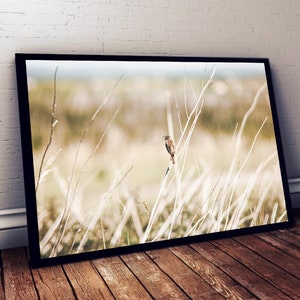 Puede incluir: Un pequeño pájaro marrón posado en una rama delgada en un campo de hierbas altas y secas. El fondo está desenfocado y fuera de foco, creando un efecto suave y de ensueño.