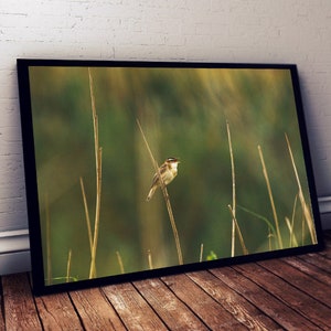 Puede incluir: Un pequeño pájaro marrón con el pecho marrón claro se posa en una rama delgada marrón contra un fondo verde borroso.