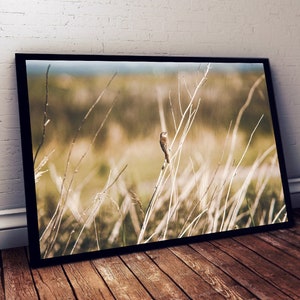 Puede incluir: Una fotografía enmarcada de un pequeño pájaro marrón posado en una rama delgada en un campo de hierba alta y seca. El fondo está desenfocado y fuera de foco, creando un efecto suave y de ensueño.