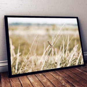 Puede incluir: Una fotografía enmarcada de un pequeño pájaro marrón posado en una rama delgada en un campo de hierbas altas y secas. El fondo es un paisaje borroso y desenfocado.