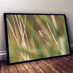 Puede incluir: Un pequeño pájaro marrón posado en una rama delgada en un campo de juncos altos y verdes. El pájaro está mirando hacia la derecha y tiene un pico largo y delgado.