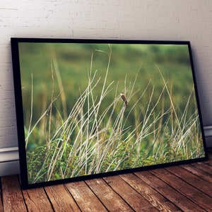 Una hermosa toma minimalista de un Sedge Warbler (Acrocephalus schoenobaenus) [Archivo digital descargar HQ]