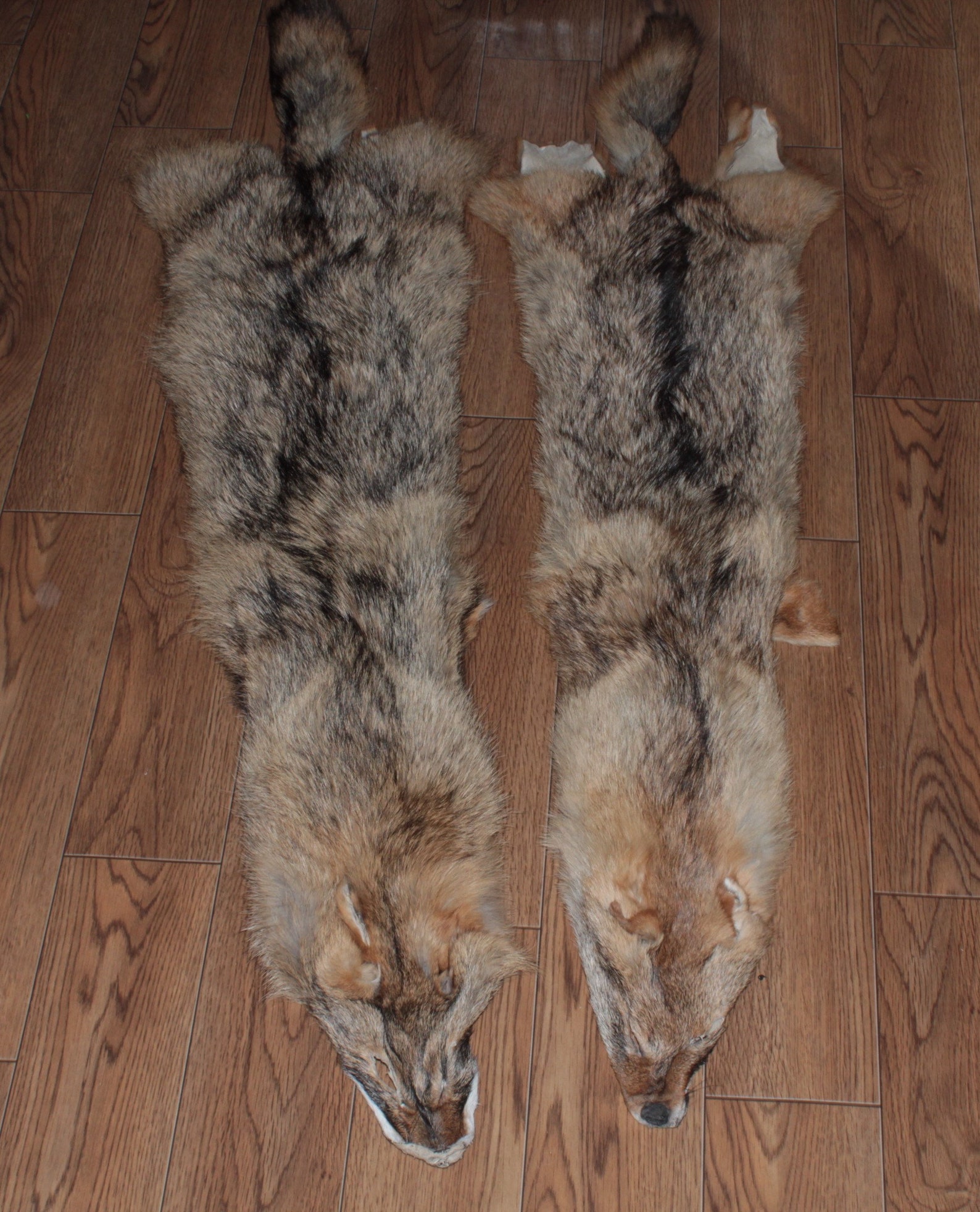 Jackal fur / Jackal hide / Jackalskin / jackal pelt / real | Etsy