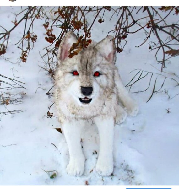 white wolf teddy