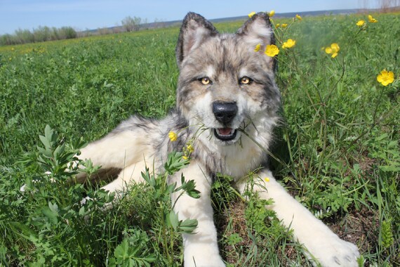 realistic wolf plush