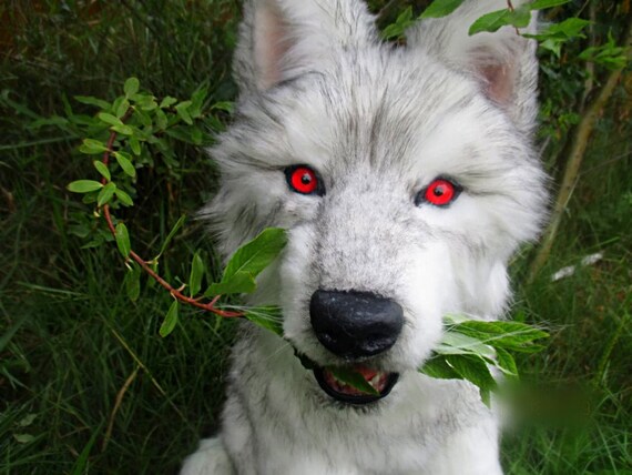 white wolf teddy