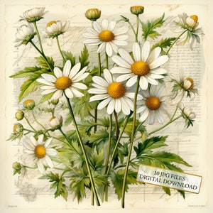 Shabby Chic Daisy Paper Clipart Bundle-10 haute qualité aquarelle JPGs - découpage, journalisation, fourniture de scrapbooking, téléchargement numérique