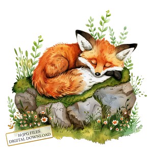 Renard endormi sur des pierres herbeuses Clipart Bundle-10 JPG aquarelles de haute qualité-animaux de la forêt, artisanat, journalisation, scrapbooking, téléchargement numérique
