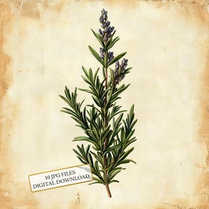 Vintage botanische rozemarijn verouderd papier clipart bundel-10 hoge kwaliteit aquarel jpg's-decoupage, journaling, plakboek, digitale download