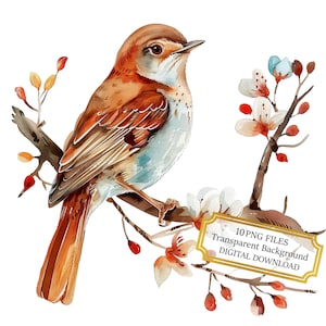 Nightingale Bird on a Branch PNG Clipart Bundle- Digital Download