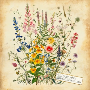 Pacchetto di clipart vintage di carta botanica con fiori selvatici - 10 JPG di acquerelli di alta qualità - Download digitale di forniture per artigianato, diario e album
