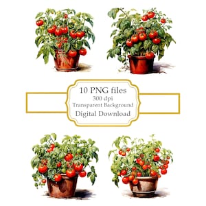 Tomatenpflanze in einem Topf PNG Clipart Bundle-Digital Download