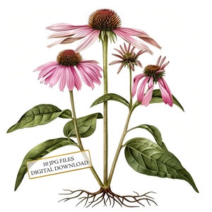 Botanische zonnehoed clipartbundel-10 hoge kwaliteit aquarel jpg's-natuur, ambacht, journaling, scrapbook levering, digitale download