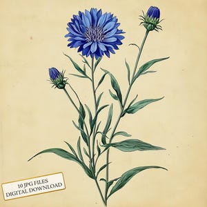 Vintage botanische blauwe korenbloem verouderd papier clipart bundel-10 hoge kwaliteit aquarel jpgs-journaling, scrapbooking, digitale download