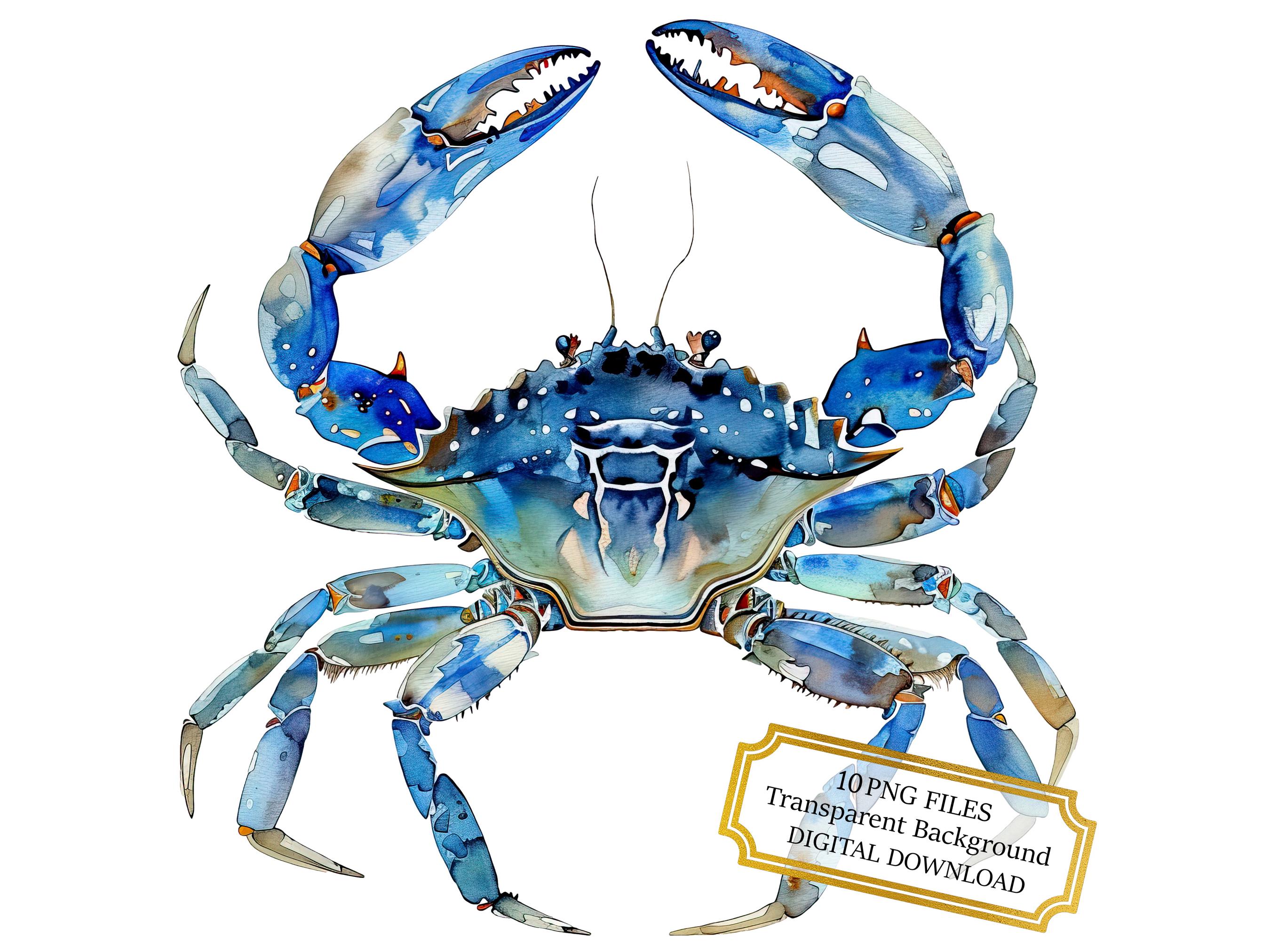 Blue Crab PNG Clipart Bundle- Digital Download