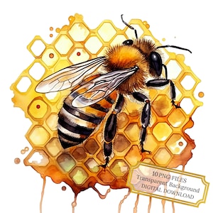 Honey Bee with Honeycomb PNG Clipart Bundle- Digital Download